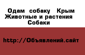 Одам  собаку - Крым Животные и растения » Собаки   